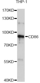 CD86 Antibody - Western blot analysis of extracts of THP-1 cells, using CD86 antibody at 1:1000 dilution. The secondary antibody used was an HRP Goat Anti-Rabbit IgG (H+L) at 1:10000 dilution. Lysates were loaded 25ug per lane and 3% nonfat dry milk in TBST was used for blocking. An ECL Kit was used for detection and the exposure time was 10s.
