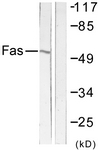 CD95 / FAS Antibody - Western blot of extracts from LOVO cells, using FAS Antibody. The lane on the right is treated with the synthesized peptide.