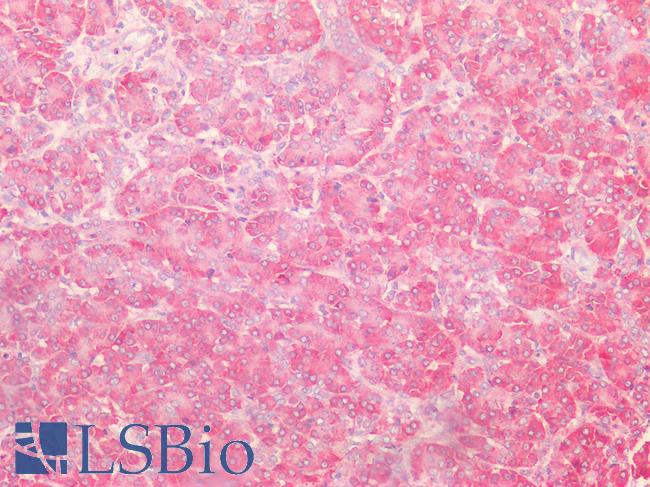 CD95 / FAS Antibody - Human Pancreas: Formalin-Fixed, Paraffin-Embedded (FFPE)