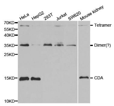 CDA / Cytidine Deaminase Antibody - Western blot analysis of extracts of various cell lines, using CDA antibody.