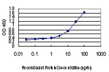 CDC123 Antibody - Detection limit for recombinant GST tagged C10orf7 is approximately 0.03 ng/ml as a capture antibody.