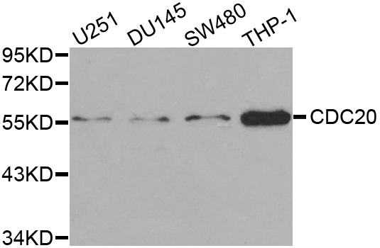 CDC20 Antibody - Western blot analysis of extracts of various cell lines, using CDC20 antibody at 1:1000 dilution. The secondary antibody used was an HRP Goat Anti-Rabbit IgG (H+L) at 1:10000 dilution. Lysates were loaded 25ug per lane and 3% nonfat dry milk in TBST was used for blocking.