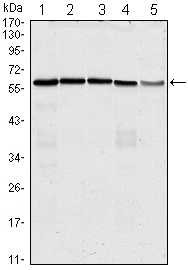 CDC25C Antibody - Western blot using anti-CDC25C monoclonal antibody against HeLa (1), K562 (2), PC-3 (3), HEK293 (4) and Raw264.7 (5) cell lysate.