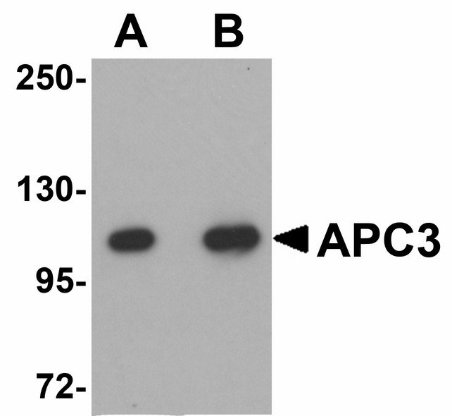CDC27 Antibody - Western blot of APC3 in mouse liver tissue lysate with APC3 antibody at (A) 1 and (B) 2 ug/ml.