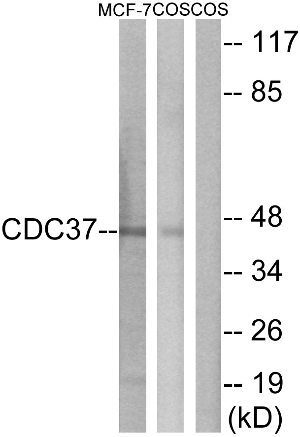 CDC37 Antibody - Western blot analysis of lysates from MCF-7 and COS7 cells, using CDC37 Antibody. The lane on the right is blocked with the synthesized peptide.