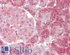 CDC42 Antibody - Human Pancreas: Formalin-Fixed, Paraffin-Embedded (FFPE)