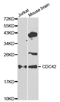 CDC42 Antibody - Western blot analysis of extracts of various cell lines, using CDC42 antibody at 1:1000 dilution. The secondary antibody used was an HRP Goat Anti-Rabbit IgG (H+L) at 1:10000 dilution. Lysates were loaded 25ug per lane and 3% nonfat dry milk in TBST was used for blocking.