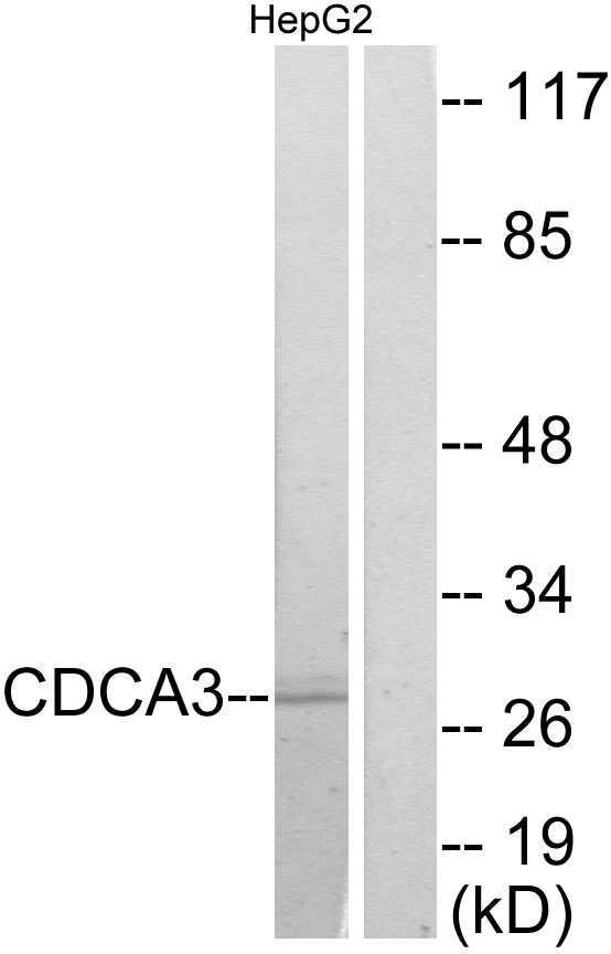 CDCA3 Antibody - Western blot analysis of lysates from HepG2 cells, using CDCA3 Antibody. The lane on the right is blocked with the synthesized peptide.