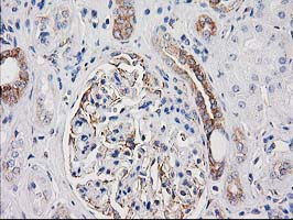 CDCP1 Antibody - IHC of paraffin-embedded Human Kidney tissue using anti-CDCP1 mouse monoclonal antibody. (Heat-induced epitope retrieval by 10mM citric buffer, pH6.0, 100C for 10min).