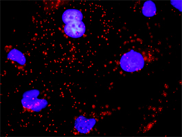 CDH1 / E Cadherin Antibody - Proximity Ligation Analysis (PLA) of protein-protein interactions between EGFR and CDH1 HeLa cells were stained with anti-EGFR rabbit purified polyclonal 1:1200 and anti-CDH1 mouse monoclonal antibody 1:50. Signals were detected by Duolink 30 Detection Ki.