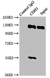 CDH1 / E Cadherin Antibody - Immunoprecipitating CDH1 in HEK293 whole cell lysate Lane 1: Rabbit control IgG instead of CDH1 Antibody in HEK293 whole cell lysate.For western blotting, a HRP-conjugated Protein G antibody was used as the secondary antibody (1/2000) Lane 2: CDH1 Antibody (6µg) + HEK293 whole cell lysate (500µg) Lane 3: HEK293 whole cell lysate (20µg)