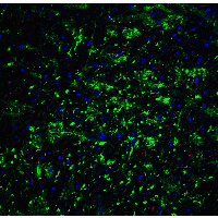 CDH13 / Cadherin 13 Antibody - Immunofluorescence of T cadherin in mouse brain tissue with T cadherin Antibodyat 20 µg/mL. Green: T-cadherin antibody  Red: Phylloidin staining Blue: DAPI staining