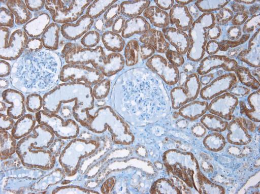 CDH6 / K Cadherin Antibody - Immunohistochemistry on paraffin section of human kidney