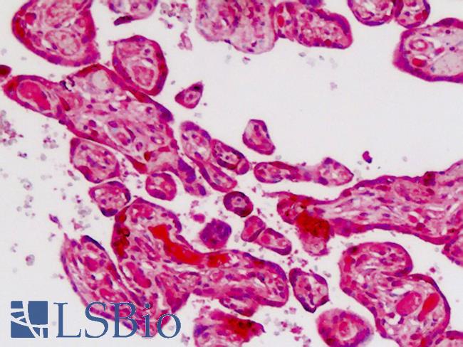 CDH9 / Cadherin 9 Antibody - Human Placenta: Formalin-Fixed, Paraffin-Embedded (FFPE)