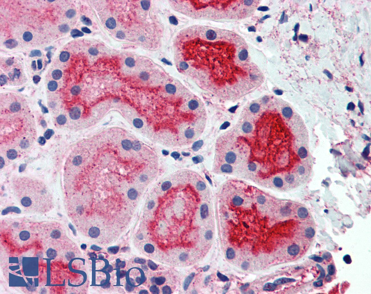 CDHR5 / MUCDHL Antibody - Anti-CDHR5 / MUPCDH antibody IHC of human kidney. Immunohistochemistry of formalin-fixed, paraffin-embedded tissue after heat-induced antigen retrieval.