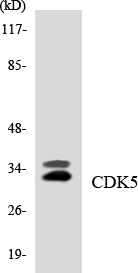 CDK5 Antibody - Western blot analysis of the lysates from HUVECcells using CDK5 antibody.