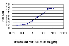 CDKL1 Antibody - Detection limit for recombinant GST tagged CDKL1 is approximately 0.1 ng/ml as a capture antibody.