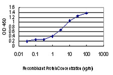 CDKL1 Antibody - Detection limit for recombinant GST tagged CDKL1 is approximately 0.03 ng/ml as a capture antibody.