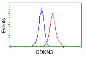 CDKN3 / KAP Antibody - Flow cytometry of Jurkat cells, using anti-CDKN3 antibody (Red), compared to a nonspecific negative control antibody (Blue).
