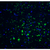 CDNF / ARMETL1 Antibody - Immunofluorescence of CDNF in mouse brain tissue with CDNF Antibody at 20 µg/mL.Green: CDNF Antibody  Blue: DAPI staining