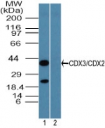 CDX2 Antibody - Western blot of CDX3/CDX2 in HCT-116 cell lysate in the 1) absence and 2) presence of immunizing peptide using CDX2 Antibody at 2 ug/ml. Goat anti-rabbit Ig HRP secondary antibody, and PicoTect ECL substrate solution, were used for this test.