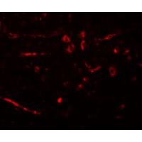 CDX2 Antibody - Immunofluorescence of CDX2 in rat brain tissue with CDX2 antibody at 20 ug/ml