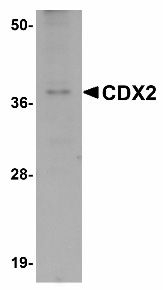 CDX2 Antibody - Western blot analysis of CDX2 in mouse brain tissue lysate with CDX2 antibody at 1 µg/mL.