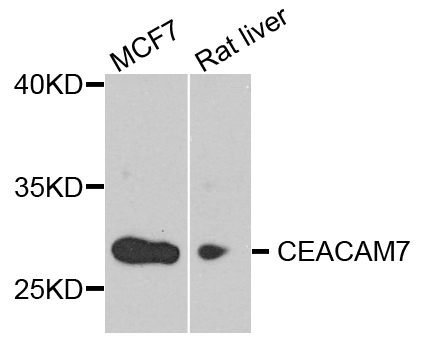 CEACAM7 Antibody - Western blot blot of extract of various cells, using CEACAM7 antibody.