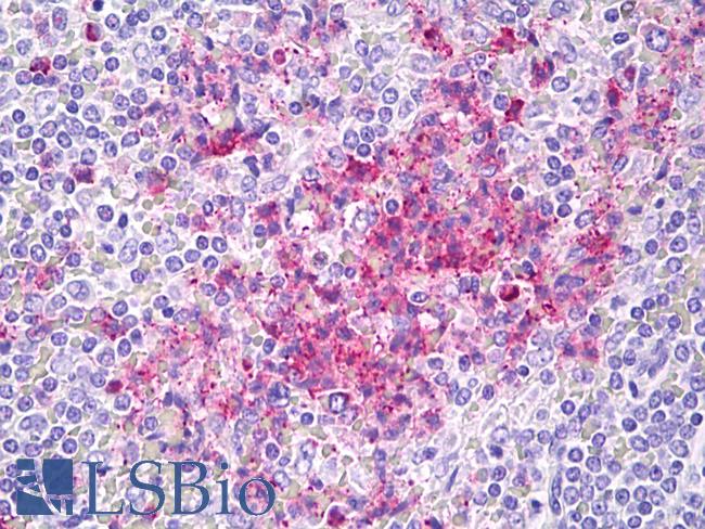 CEACAM8 / CD66b Antibody - Anti-CEACAM8 / CD66b antibody IHC of human spleen. Immunohistochemistry of formalin-fixed, paraffin-embedded tissue after heat-induced antigen retrieval. Antibody concentration 10 ug/ml.  This image was taken for the unconjugated form of this product. Other forms have not been tested.