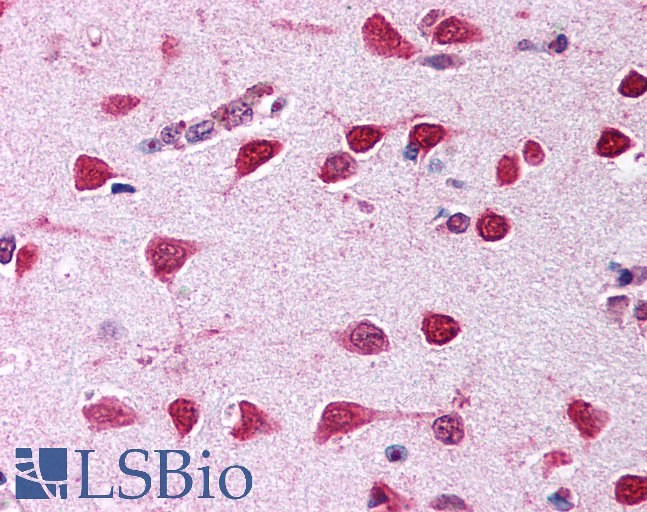 CELF1 / CUGBP1 Antibody - Anti-CELF1 / CUGBP1 antibody IHC of human brain, cortex. Immunohistochemistry of formalin-fixed, paraffin-embedded tissue after heat-induced antigen retrieval. Antibody concentration 5 ug/ml.  This image was taken for the unconjugated form of this product. Other forms have not been tested.