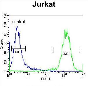 CELF3 Antibody - TNRC4 Antibody flow cytometry of Jurkat cells (right histogram) compared to a negative control cell (left histogram). FITC-conjugated donkey-anti-rabbit secondary antibodies were used for the analysis.