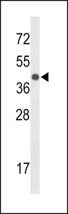 CENPK Antibody - Western blot of CENPK Antibody in mouse liver tissue lysates (35 ug/lane). CENPK (arrow) was detected using the purified antibody.