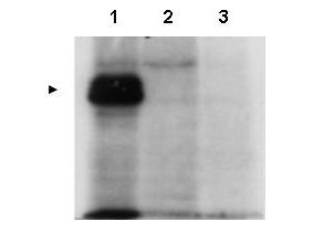 CENPU / MLF1IP Antibody - Anti-MLF1IP Antibody - Western Blot. Western blot of affinity purified anti-MLF1IP antibody shows detection of MLF1IP (arrowhead) in HeLa cells transfected with ZZ-tagged MLF1IP (Lane 1). Lane 2 is lysate from non-transfected HeLa cells, and Lane 3 is lysate from HeLa cells containing a knock-out mutation for PBIP1/MLF1IP. Personal Communication, Kyung S. Lee, CCR-NCI, Bethesda, MD.
