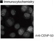 CENPU / MLF1IP Antibody