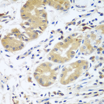 CFD / Factor D / Adipsin Antibody - Immunohistochemistry of paraffin-embedded human stomach tissue, at a dilution of 1:100. 