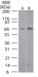 CFLAR / FLIP Antibody - Western blot of I-FLICE/ CASPER using antibody at 2 ug/ml against 15 ug of HeLa cell lysate.