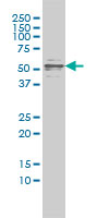CFLAR / FLIP Antibody - CFLAR monoclonal antibody, clone 2F12 Western blot of CFLAR expression in IMR-32.