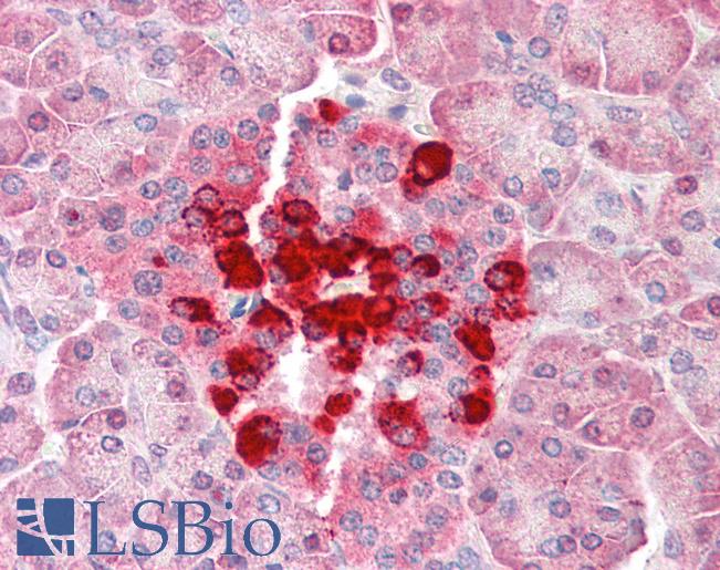 CFLAR / FLIP Antibody - Anti-CFLAR / FLIP antibody IHC of human pancreas. Immunohistochemistry of formalin-fixed, paraffin-embedded tissue after heat-induced antigen retrieval. Antibody concentration 5 ug/ml.