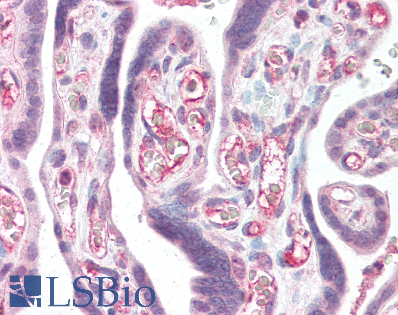 CFLAR / FLIP Antibody - Anti-CFLAR / FLIP antibody IHC of human placenta. Immunohistochemistry of formalin-fixed, paraffin-embedded tissue after heat-induced antigen retrieval. Antibody concentration 5 ug/ml.