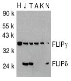 CFLAR / FLIP Antibody - Western blot of FLIPg/d in total cell lysates from HeLa (H), Jurkat (J), THP-1 (T), A431 (A), K562 (K) and NIH3T3 (N) cells with FLIPg/d antibody at 1:1000 dilution.