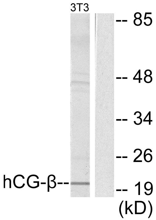 CGB / hCG Beta Antibody - Western blot analysis of lysates from NIH/3T3 cells, using hCG beta Antibody. The lane on the right is blocked with the synthesized peptide.