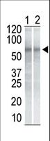CHEK1 / CHK1 Antibody - The anti-CHK1 antibody is used in Western blot to detect CHK1 in NIH/3T3 cell lysate (Lane 1) and K562 cell lysate (Lane 2).