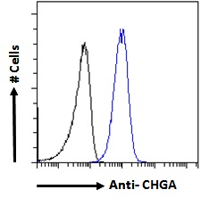 CHGA / Chromogranin A Antibody - Goat Anti-Chromogranin A precursor Antibody Flow cytometric analysis of paraformaldehyde fixed A549 cells (blue line), permeabilized with 0.5% Triton. Primary incubation 1hr (10ug/ml) followed by Alexa Fluor 488 secondary antibody (1ug/ml). IgG control: Unimmunized goat IgG (black line) followed by Alexa Fluor 488 secondary antibody.