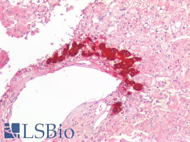 CHGA / Chromogranin A Antibody - Human Adrenal: Formalin-Fixed, Paraffin-Embedded (FFPE)