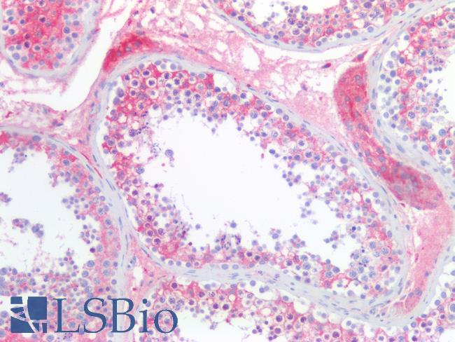 CHGA / Chromogranin A Antibody - Human Testis: Formalin-Fixed, Paraffin-Embedded (FFPE)