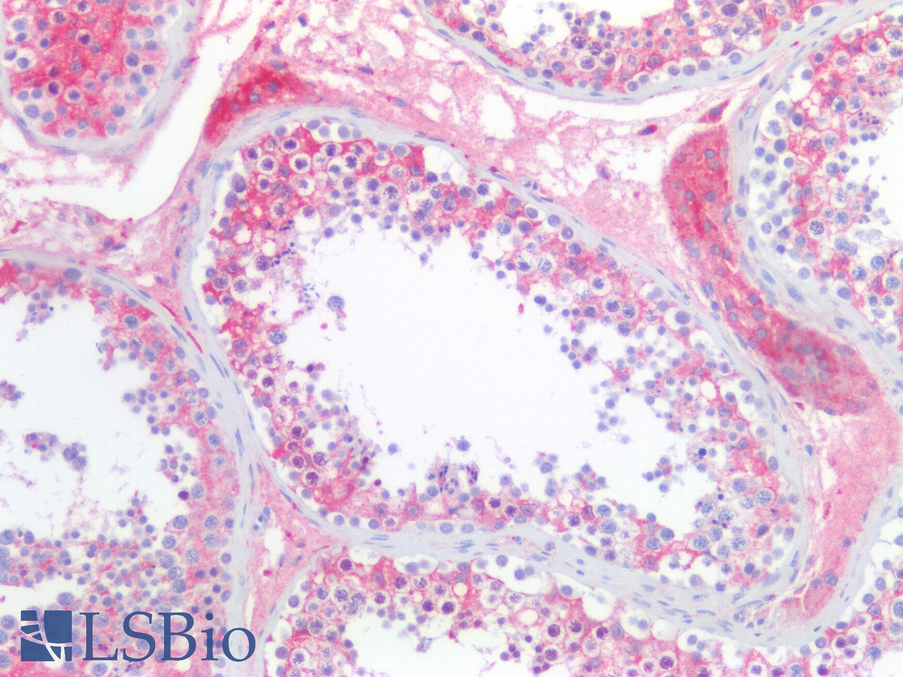 CHGA / Chromogranin A Antibody - Human Testis: Formalin-Fixed, Paraffin-Embedded (FFPE)