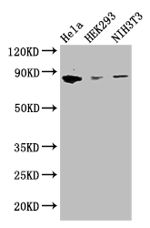 CHGB / Chromogranin B Antibody - Positive WB detected in:Hela whole cell lysate,HEK293 whole cell lysate,NIH/3T3 whole cell lysate;All lanes: CHGB antibody at 2.8ug/ml;Secondary;Goat polyclonal to rabbit IgG at 1/50000 dilution;Predicted band size: 79 kDa;Observed band size: 79 kDa;