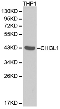 CHI3L1 / YKL-40 Antibody - Western blot analysis of extracts of THP1 cells, using CHI3L1 antibody.