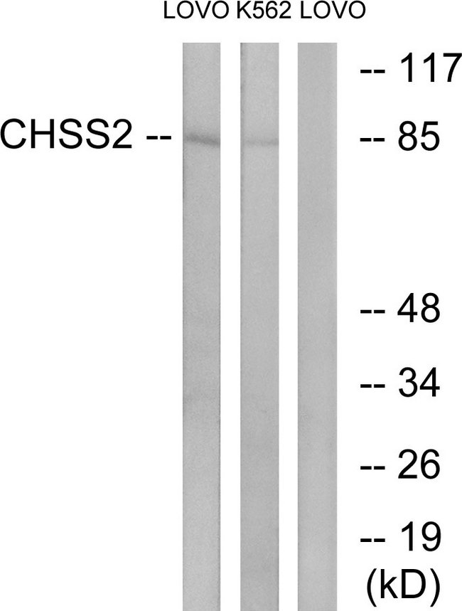 CHPF / CHSY2 Antibody - Western blot analysis of lysates from LOVO and K562 cells, using CHSY2 Antibody. The lane on the right is blocked with the synthesized peptide.