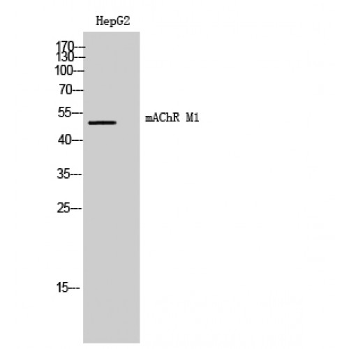CHRM1 / M1 Antibody - Western blot of mAChR M1 antibody